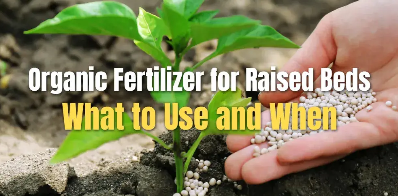 Organic Fertilizer for Raised Beds — What to Use and When